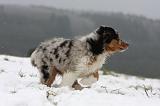 BERGER AUSTRALIEN PUPPIES 524